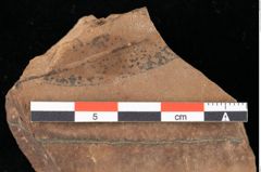 Foto (Detailansicht) von Peridermium daphnes Ettingshausen (NHMW-GEO-2024-0188-0009)